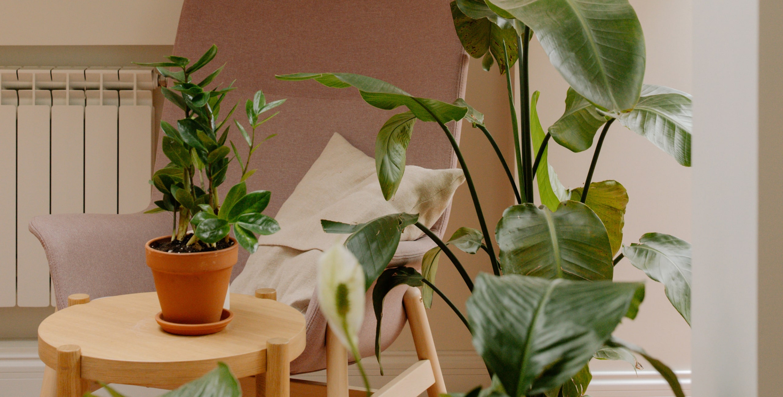 Image of plants