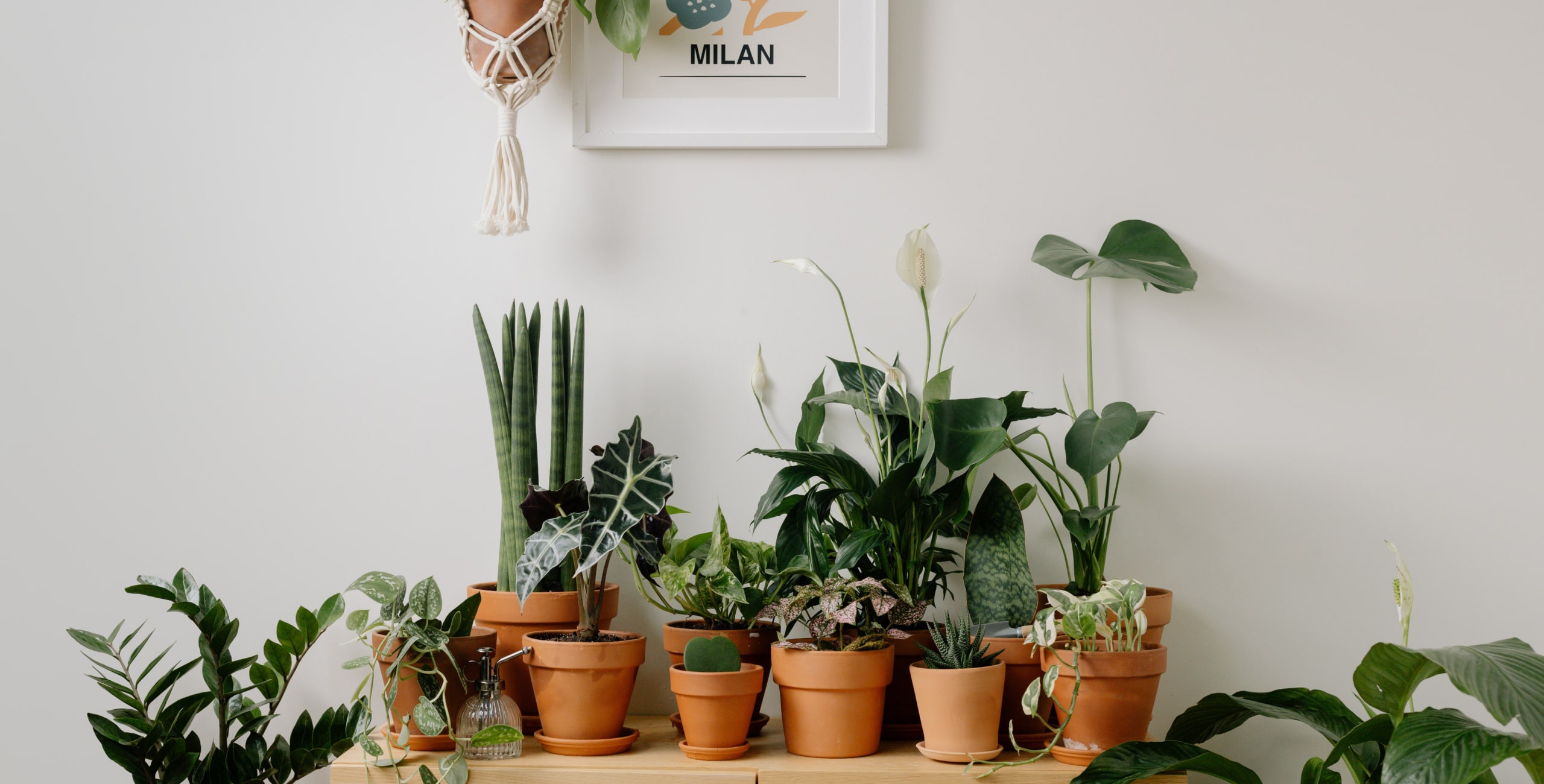 Image of plants