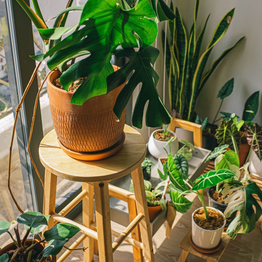 Image of plants