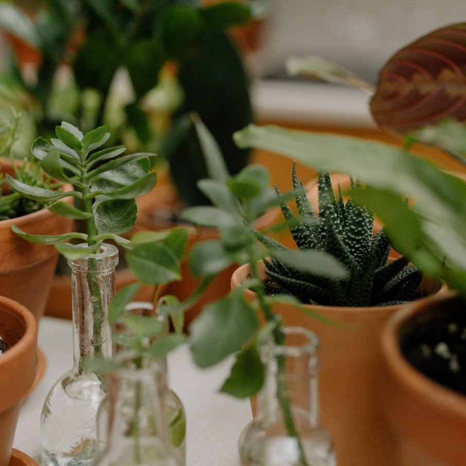 Image of plants